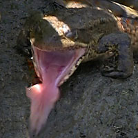 california red-legged frog