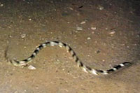 Long-nosed Snake