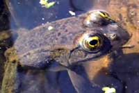 Columbia Spotted Frog
