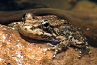 southern mountain yellow-legged frogs