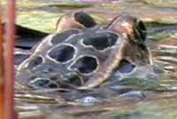 Northern Leopard Frog