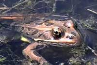 Northern Leopard Frog