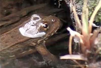 Sierra Nevada Yellow-legged Frog