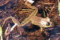 Sierra Nevada Yellow-legged Frog