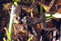 Sierra Nevada Yellow-legged Frog