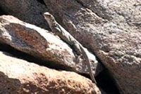 Common Chuckwalla