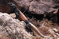 Common Chuckwalla