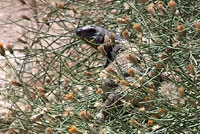 Common Chuckwalla