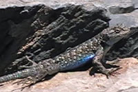 Northern Sagebrush Lizard