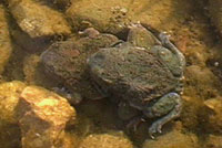 Western Spadefoot