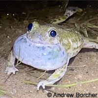 Western Spadefoot
