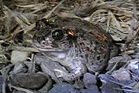 Western Spadefoot