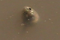spadefoot tadpoles