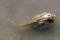 Western Spadefoot tadpole