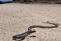 Coast Patch-nosed Snake