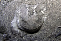 Great Basin Spadefoot