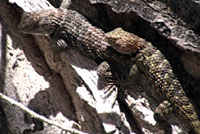 desert spiny lizards