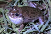 Lowland Burrowing Treefrog