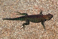 Granite Spiny Lizard