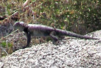 Granite Spiny Lizard