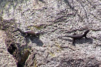 Granite Spiny Lizards