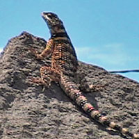 New Mexico Crevice Spiny Lizard