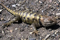 yellow-backed spiny lizard