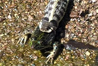 Western Black-necked Gartersnake eating a Chiricahua Leopard Frog
