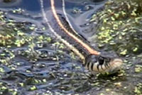 Western Black-necked Gartersnake 