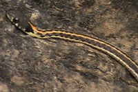 Western Black-necked Gartersnake 