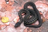 Wandering Gartersnake