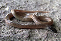 Flat-headed Snake