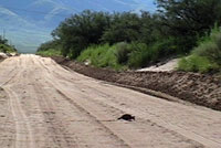 Desert Box Turtle