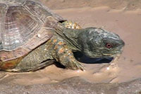Desert Box Turtle