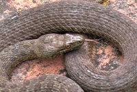 Narrow-headed Gartersnake
