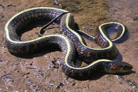 Red-spotted Gartersnake