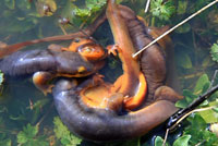 California Newts