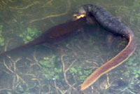 California Newts