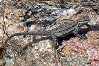 Baja California Brush Lizard
