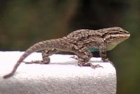 Tree Lizard