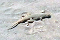 Mojave Fringe-toed Lizard