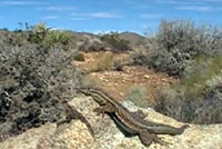 Western Side-blotched Lizard