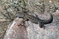 Nevada Side-blotched Lizard