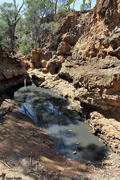 Australian Frog Habitat