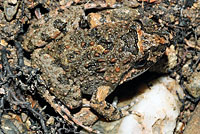 tusked frog