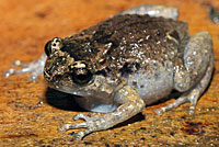 cophixalus
