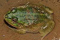 water holding frog