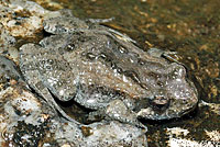 cophixalus