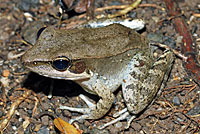 wood frog