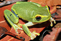 frog